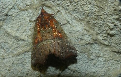 Scoliopteryx libatrix
